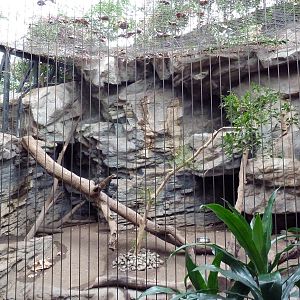Tropical Forest - Ocelot Exhibit
