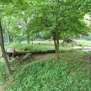 African Wild Dog Exhibit