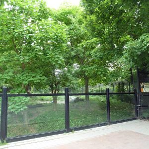 African Wild Dog Exhibit