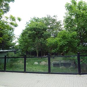 African Wild Dog Exhibit