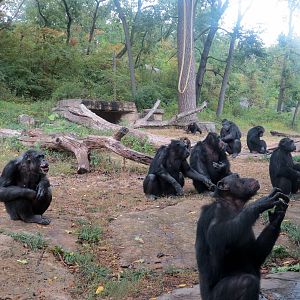 Chimpanzees