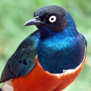 Superb Starling
