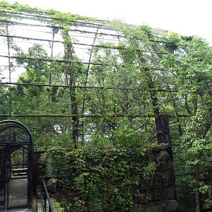 Andean Condor Exhibit