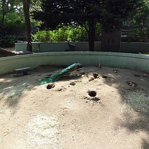 Black-Tailed Prairie Dog Exhibit