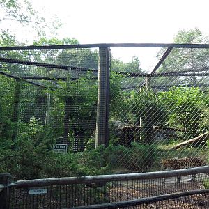 Amur Leopard Exhibit