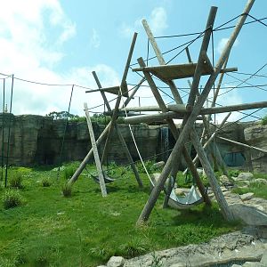 Trail of the Tiger - Orangutan Exhibit