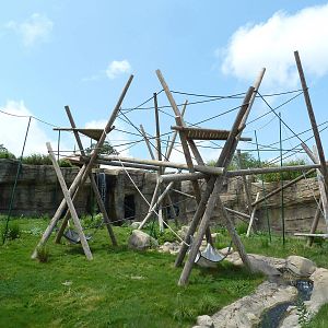 Trail of the Tiger - Orangutan Exhibit