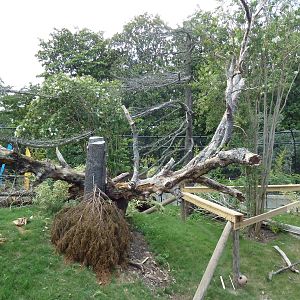 Trail of the Tiger - Sun Bear Exhibit