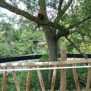 Trail of the Tiger - Red Panda/Demoiselle Crane Exhibit