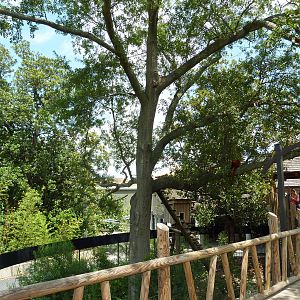 Trail of the Tiger - See the Red Panda?