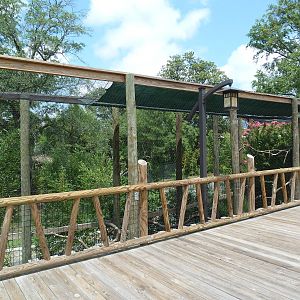 Trail of the Tiger - Rhinoceros Hornbill Exhibit