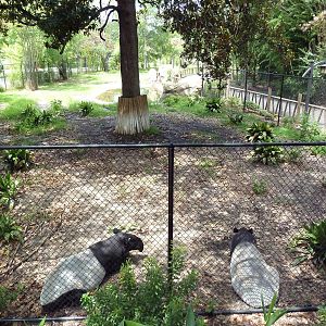 Trail of the Tiger - Malayan Tapir Exhibit