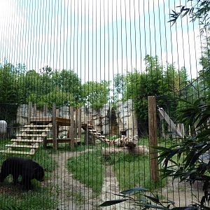 Trail of the Tiger - Asiatic Black Bear Exhibit