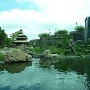 Trail of the Tiger - Malayan Tiger Exhibit