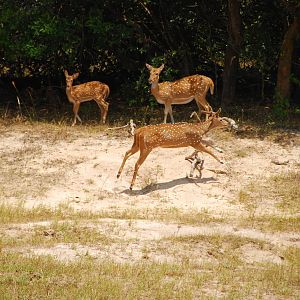 Yala National Park-Spotted Deer Family