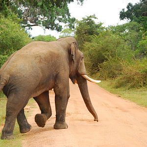 Yala National Park-Bull Elephant