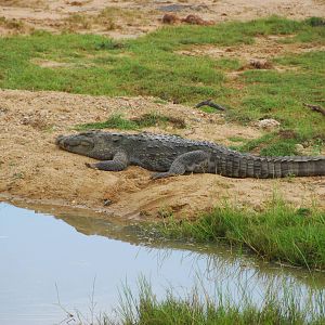 Yala National Park-Crocodile