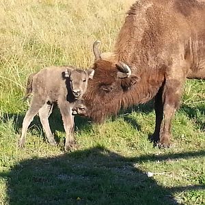 AvSofia - born 2012-08-27