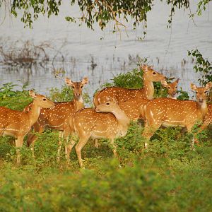 Yala National Park-Spotted Deer Herd