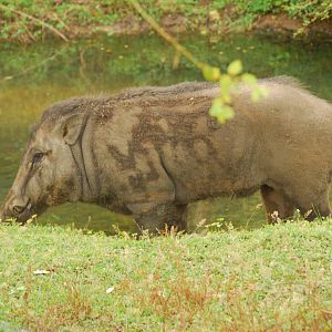 Yala National Park-Wild Boar near Entrance