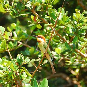 Yala National Park-Bee-Eater