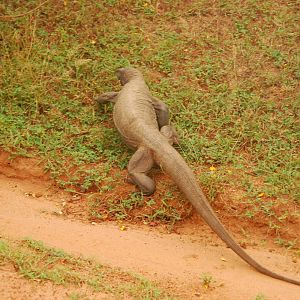 Yala National Park-Land Monitor