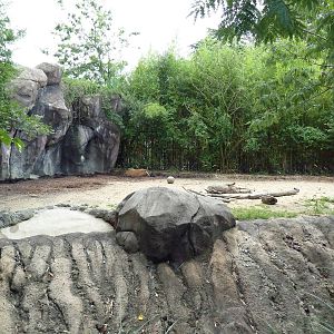 Okavango Delta - Red River Hog Exhibit