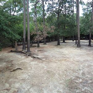 Okavango Delta - Bongo/Crowned Crane Exhibit