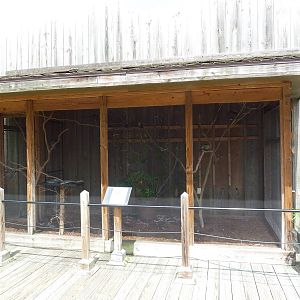 Okavango Delta - Blue-Bellied Roller Exhibit