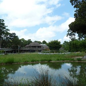 Okavango Delta - Masai Giraffe/Ostrich/Southern Ground Hornbill Exhibit