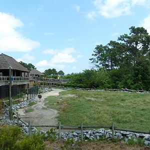 Okavango Delta - Masai Giraffe/Ostrich/Southern Ground Hornbill Exhibit