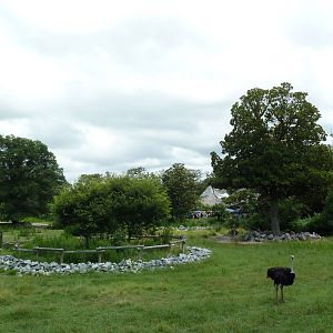 Okavango Delta - Masai Giraffe/Ostrich/Southern Ground Hornbill Exhibit