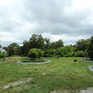 Okavango Delta - Masai Giraffe/Ostrich/Southern Ground Hornbill Exhibit