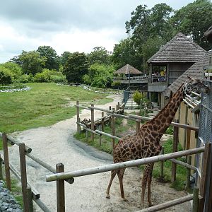 Okavango Delta - Masai Giraffe/Ostrich/Southern Ground Hornbill Exhibit