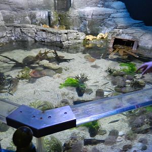 Rocky Pool at SEA LIFE Scarborough - 26/08/2012