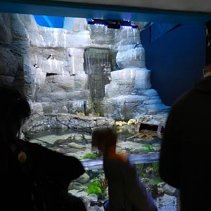 Rocky Pool at SEA LIFE Scarborough - 26/08/2012