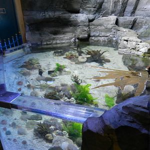 Rocky Pool at SEA LIFE Scarborough - 26/08/2012