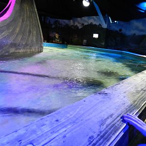 Ray Pool at SEA LIFE Scarborough - 26/08/2012