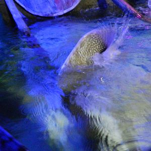 Ray Pool at SEA LIFE Scarborough - 26/08/2012