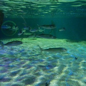 Ray Pool at SEA LIFE Scarborough - 26/08/2012