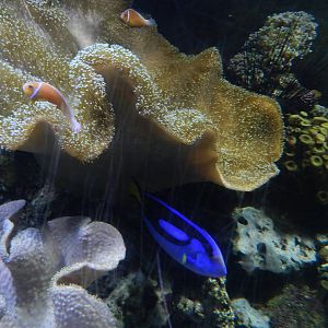 Coral Display at SEA LIFE Scarborough - 26/08/2012
