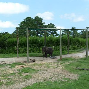Okavango Delta - African Elephant Exhibit