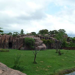 Okavango Delta - Lion Exhibit