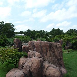 Okavango Delta - Lion Exhibit