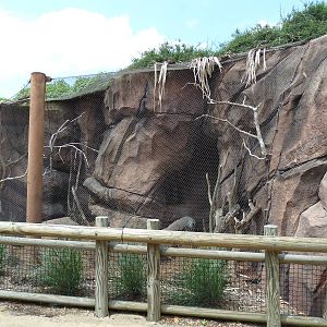 Okavango Delta - Rock Hyrax Exhibit
