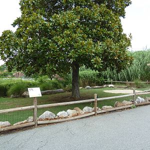 Aldabra Tortoise Exhibit