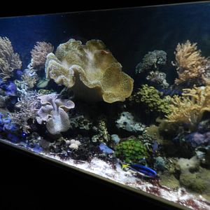 Coral Tank at SEA LIFE Scarborough - 26/08/2012