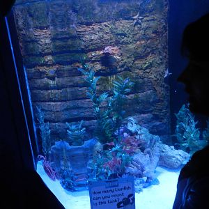 Lionfish Tank - SEA LIFE Scarborough - 26/08/2012