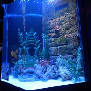 Lionfish Tank at SEA LIFE Scarborough - 26/08/2012