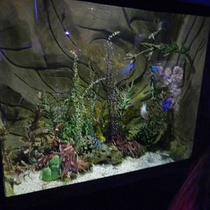 Nemo Tank at SEA LIFE Scarborough - 26/08/2012